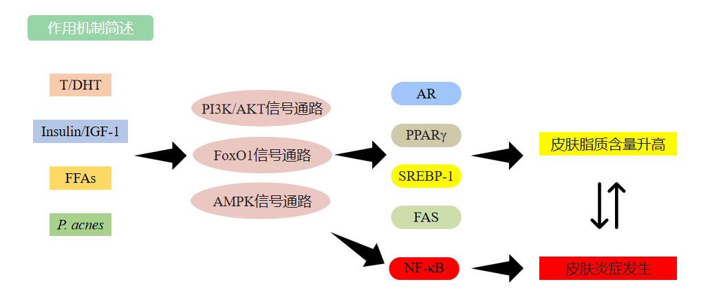 祛痘產(chǎn)品,祛痘功效測定,化妝品,監(jiān)督