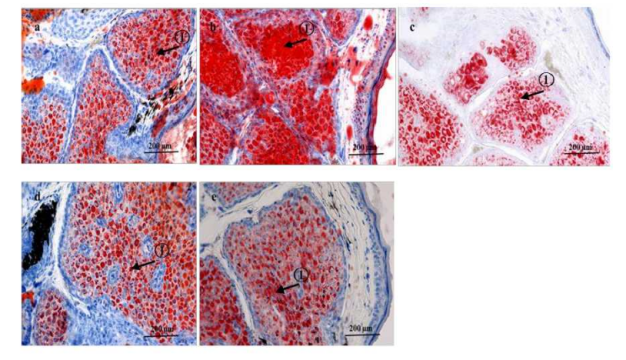 化妝品,控油評(píng)價(jià),皮脂分泌,皮膚
