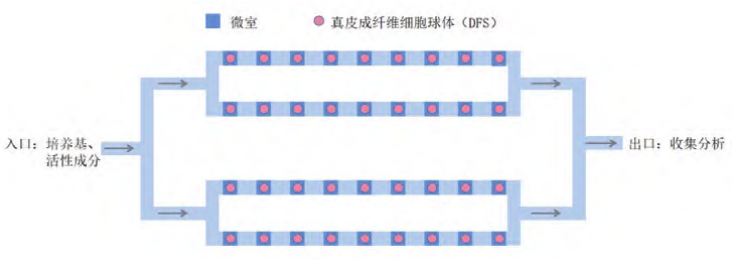 新型皮膚,芯片,化妝品安全,功效評價(jià)