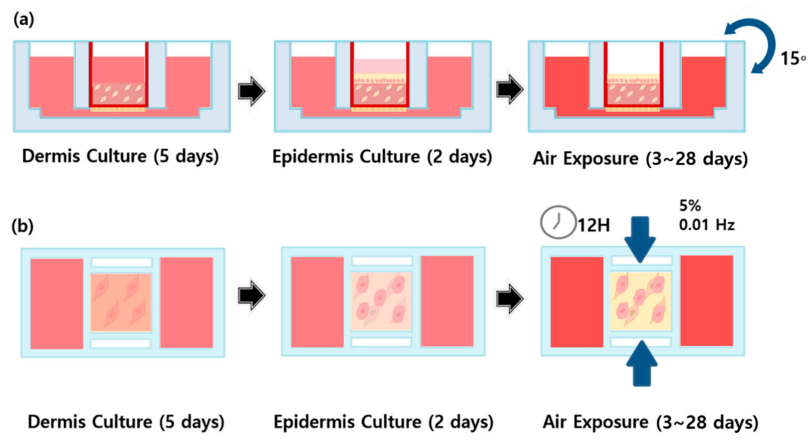 新型皮膚,芯片,化妝品安全,功效評價(jià)