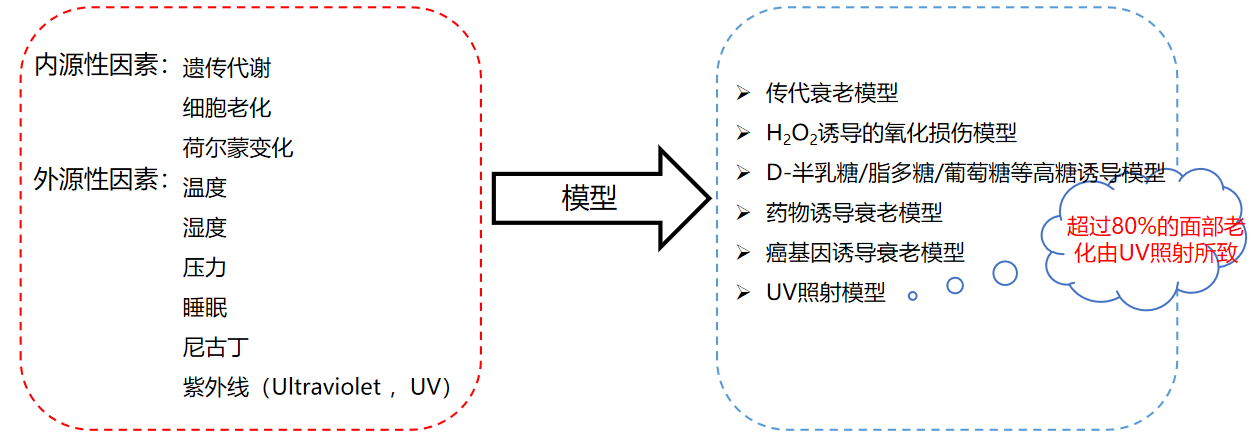 皮膚,抗衰,細(xì)胞,功效評(píng)估,去皺,抗初老,緊致