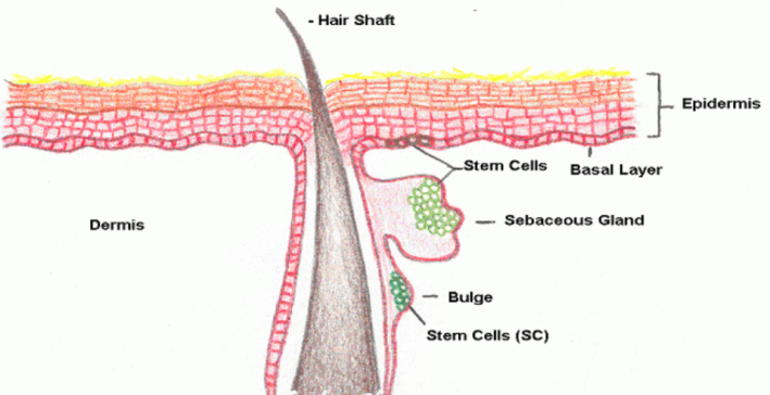 皮膚,抗衰,細(xì)胞,功效評(píng)估,去皺,抗初老,緊致