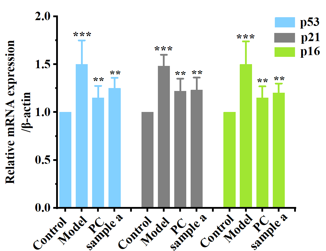 體外細胞培養(yǎng),模型,化妝品抗衰,功效評價
