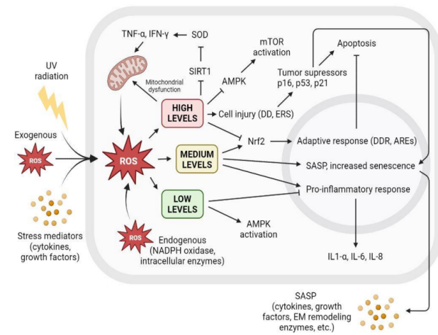 體外細胞培養(yǎng),模型,化妝品抗衰,功效評價