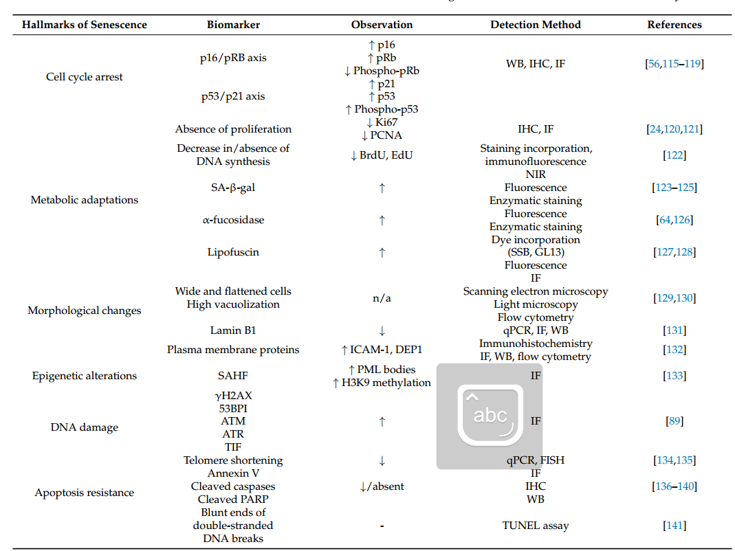 體外細胞培養(yǎng),模型,化妝品抗衰,功效評價