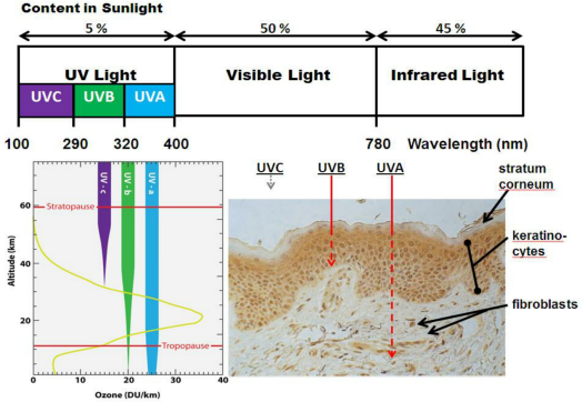 體外細胞培養(yǎng),模型,化妝品抗衰,功效評價