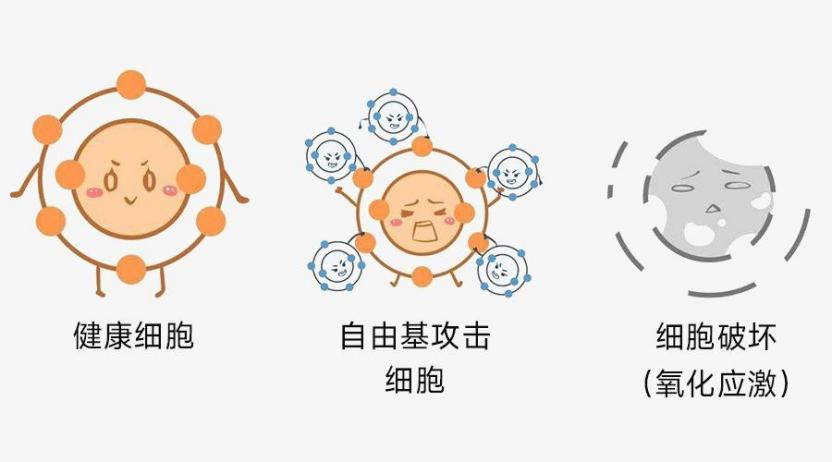 化妝品,抗氧化,抗衰,氧化還原反應(yīng),皮膚,ROS