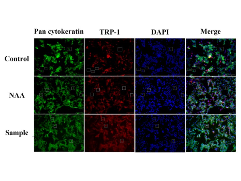 體外細(xì)胞,培養(yǎng),模型,祛斑,美白,功效評估