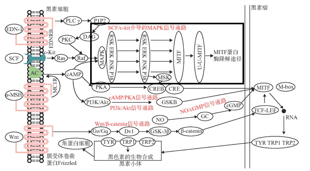 美白,功效原料,信號通路,黑素轉(zhuǎn)移,百里香醌