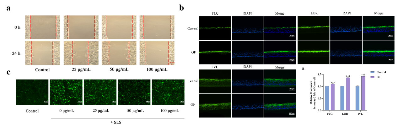 PDRN,再生醫(yī)學,護膚前沿,皮膚微生態(tài),安全性評估