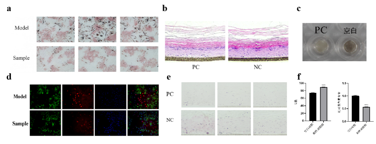 SCI期刊,科新生物,君裕集團(tuán),梔子提取物,增強(qiáng),表皮屏障機(jī)制